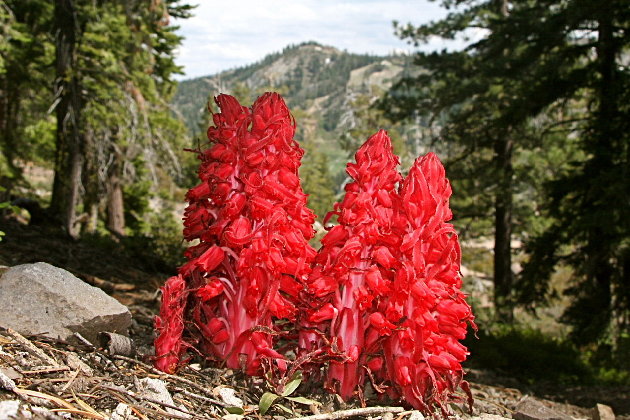Mountain flora